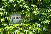 One way road sign covered by Japanese creeper, Parthenocissus tricuspidata, Marburg, Hesse, Germany