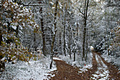 Verschneite Waldwege im Oktober, Großer Pfahl bei Viechtach, Bayrischer Wald, Bayern, Deutschland
