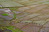 Spinnennetz ähnlich angelegte Reisfelder bei Ruteng im Westen von Flores, Nusa Tenggara, Kleine Sundainseln, östliche, Indonesien, Asia