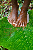 Girl standing barefoot on wet ground on a huge leave, Niki Niki, Atoin Meto village, indigenous people, West Timor, Eastern Nusa Tenggara, Lesser Sunda Islands, Indonesia, Asia