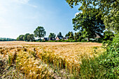 View over a grain field to housing complex, Hamburg-Duvenstedt, Germany