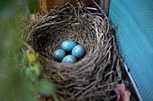 Nest with eggs of blackbird  LLeida  Spain