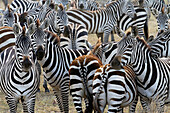 herd of Plains Zebras Equus quagga in savannah, Serengeti National Park, Tanzania