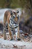 Tiger (Panthera tigris) walking on forest track, Kanha National Park, Madhya Pradesh, India.