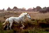 Camargue Horse, Adult Trotting in Swamp, Saintes Marie de la Mer in Camargue, in the South of France