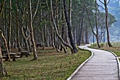 Eucaliptus Walk at Rodiles beach, Asturias, Spain