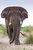 Male African Elephant Loxodonta africana