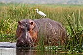 Hippopotamus Hippopotamus amphibius with Cattle Egret Bubulcus ibis on back, in reeds at edge of River Nile at Murchison Falls National Park, Uganda