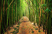 Bamboo forest along the Pipiwai trail to Waimoku Fall in the Kipahulu area of Haleakala National Park in Maui, Hawaii