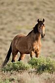 Wild horse, Equus ferus, Nevada