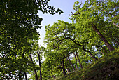 Laubbäume bei Stolberg, Harz, Sachsen-Anhalt, Deutschland, Europa