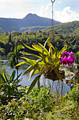 Orchid in the Erawan national park, Kanchanaburi, Kanchanaburi Province, Thailand, Asia