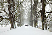 Two women walking through a chestnut alley in winter, Herten, North Rhine-Westphalia, Germany