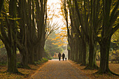 Elderly couple walking their dog through a hornbeam alley, Dortmund, North Rhine-Westphalia, Germany