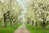 Alley of cherry trees, Wendland area, Lower Saxony, Germany