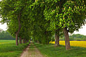 Chestnut alley, Ruppiner Land area, Prignitz area, Brandenburg, Germany