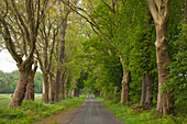 Platanenallee im Ruppiner Land, Prignitz, Brandenburg, Deutschland