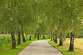 Birch alley, near Landsberg, Bavaria, Germany