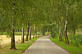 Birch alley, near Landsberg, Bavaria, Germany