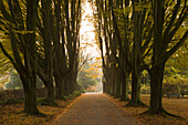 Hainbuchenallee, Dortmund, Nordrhein-Westfalen, Deutschland