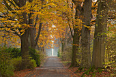 Beech alley, Dortmund, North Rhine-Westphalia, Germany