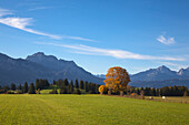 Meadow with horses, view to the Allgaeu Alps, Saeuling and Tannheim mountains, Allgaeu, Bavaria, Germany