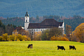 Grazing cattle in front of Wies church, near Steingaden, Allgaeu, Bavaria, Germany