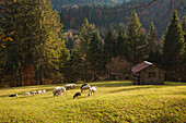 Almwiese mit Schafen, bei Garmisch-Partenkirchen, Werdenfelser Land, Bayern, Deutschland