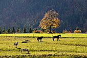 Horses in a field near Pfronten, Ostallgaeu, Swabia, Bavaria, Germany