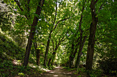 Chestnut trees and path through Parco Ranghiasci, St. Francis of Assisi, Via Francigena di San Francesco, St. Francis Way, Gubbio, province of Perugia, Umbria, Italy, Europa