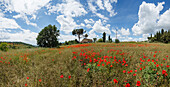 Country house with poppy field, pine trees and cypress trees, near Chiusi, province of Siena, Tuscany, Italy