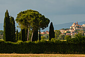 Castiglione del Lago with pine trees and cypress trees, Lago Trasimeno, province of Perugia, Umbria, Italy, Europe