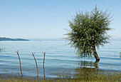 Willow tree, Salix, at the lake shore near San Feliciano, Lago Trasimeno, province of Perugia, Umbria, Italy, Europe