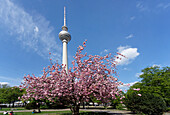 Cherry blossom at Alexanderplatz square, Berlin, Germany