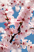 Almond in blossom, Weinstrasse, Rhineland-Palatinate, Germany, Europe