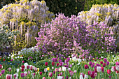 Frühling im Hermannshof, Weinheim, Baden-Württemberg, Deutschland, Europa