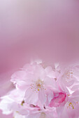 Prunus Accolade, flowering cherry, Deutschland, Germany, Europe