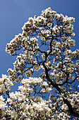 Magnolia blossom, Magnolia x soulangeana, Germany, Europe