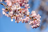 Japanese flowering cherry, Prunus serrulata, Germany, Europe