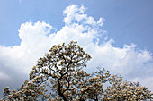 Saucer magnolia, Magnolia x soulangeana, Germany, Europe