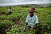 Women picking tea-leaves, Mount Mulanje region, Malawi, Africa