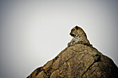 Leopard auf einem Felsen, Sabi Sands Tierreservat, Südafrika, Afrika