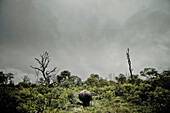 Nashorn von hinten im Busch, Sabi Sands Tierreservat, Südafrika, Afrika