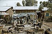 Donkeys in the village of Gorgora, Ethiopia, Africa