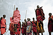 Die Morani Massai in der Altersklasse der jungen Krieger tanzen den Adumu, Kenia, Afrika