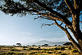 View across the savanne of the Amboseli National park towards Kilimanjaro, Kenya, Africa