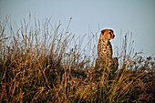 Cheetah sitting in tall grass on the savanne, Masai Mara, Kenya, Africa