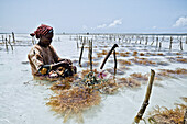 Algenbäuerin sitzt im seichten Wasser und erntet Algen, Sansibar, Tansania, Afrika