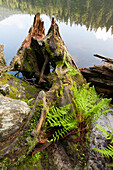 Rotten tree trunk on the shore of a lake, mountain lake, Grosser Arbersee, Bavarian Forest, Bavaria, Germany