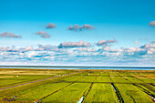 Fields near the sea, Westerhever, North Sea coast, Northern Frisia, Schleswig-Holstein, Germany